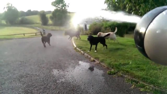 Тези кучета обичат да пият вода от маркуча!