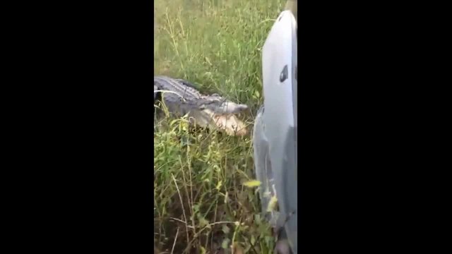 Алигатор срещу Автомобил