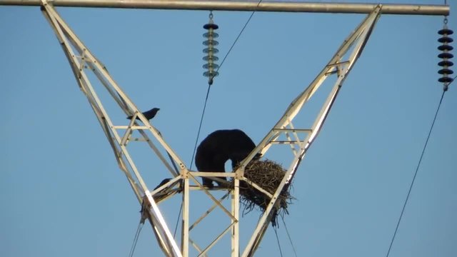 Мечка се качва на електрически стълб заради гнездо!