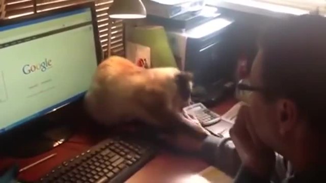 Смях !!! Котка не позволява на стопанина си да пипне компютърната мишка