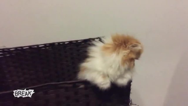 Говорещите котки - Моето любимо мило котенце..(видео)
