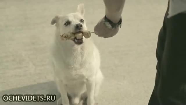 Кучето - най-добрият и верен приятел на Човека