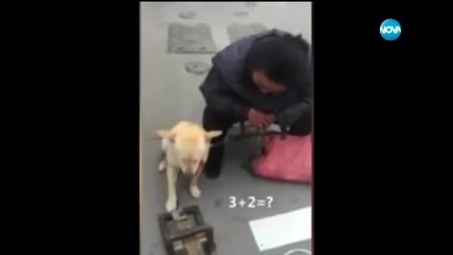 Куче може да брои!!! (видео)