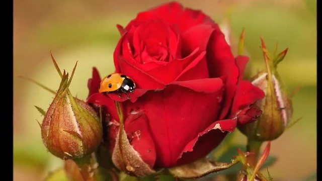 Розата - вълшебен цвят на любовта