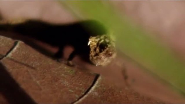 Вижте най-малкото хамелеонче в света (видео)