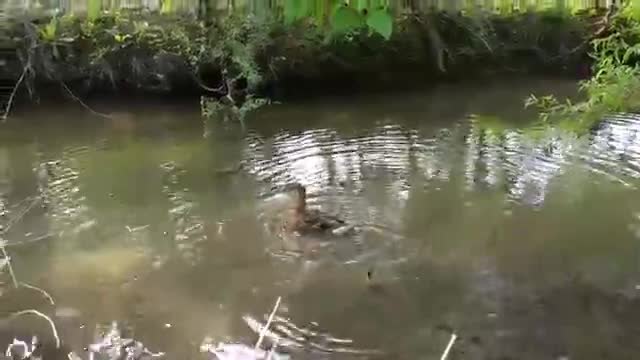 Мъж спасява малко патенце заклещено в река с риск за самият него