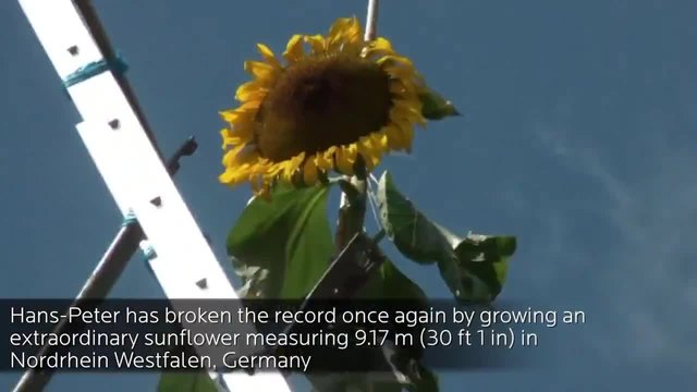 Най-високият слънчоглед - Рекордите на Гинес