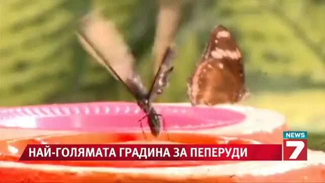15 хил. пеперуди в най-голямата градина в света