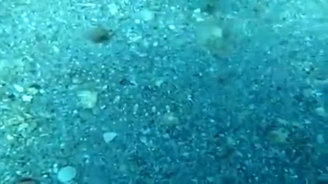 Невероятен камуфлаж на риба