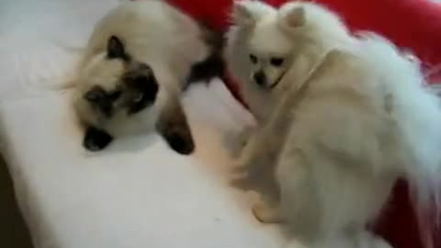 Животни