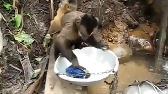 Вижте маймунка мие съдове като човек (ВИДЕО)