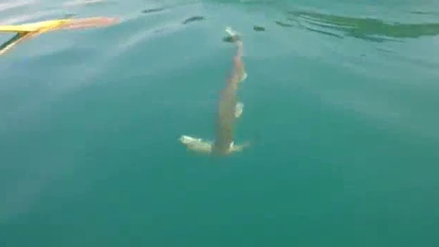 НЕОЧАКВАН ДВОЕН УЛОВ