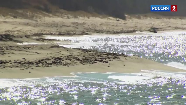 ПОЛИГОН. Зубр