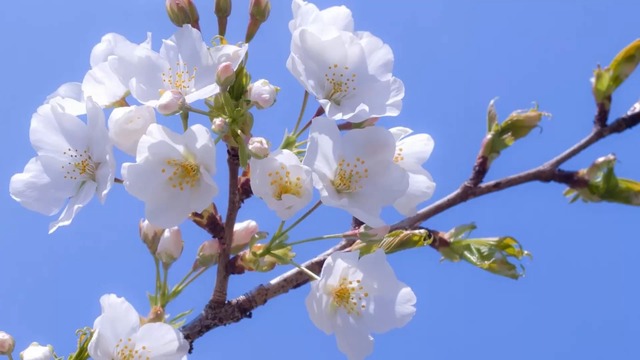 Хиты ШАНСОН 2017 Клипы - Весна Любовь