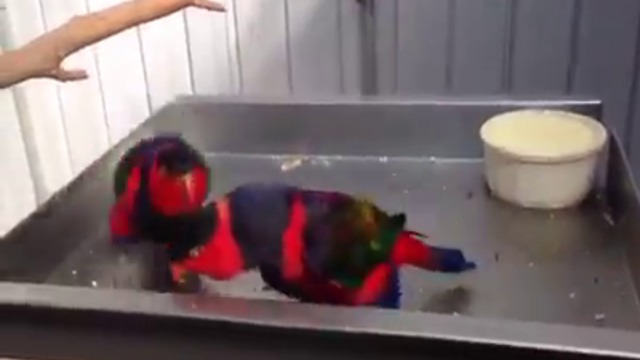 ЗАБАВНИ ПАПАГАЛИ