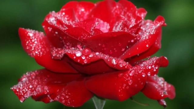 Красиви Рози с Песен! - Beautiful Roses