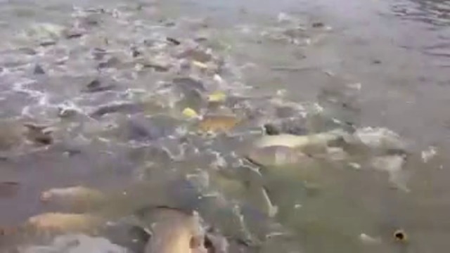 ТОВА НЕ Е РИБА, А ГЛАДНИ ЧУДОВИЩА