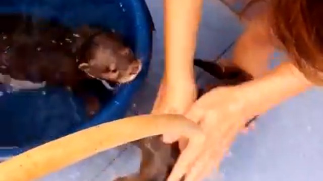 ЗАБАВНО КЪПАНЕ НА МАЛКИ ВИДРИ