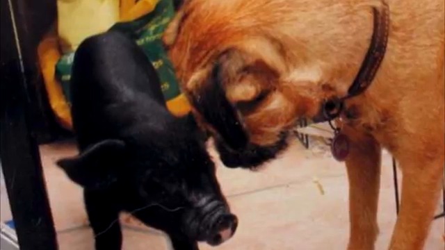 10 САМЫХ НЕОБЫЧНЫХ ДОМАШНИХ ЖИВОТНЫХ