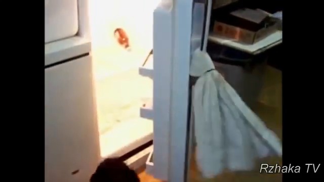 Лучшие видео-ПРИКОЛЫ С ЖИВОТНЫМИ подборка смех до слез 2017