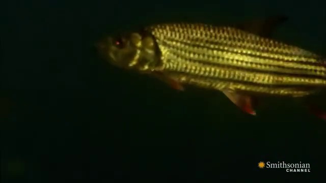 НАЙ-СВИРЕПАТА РИБА В РЕКА КОНГО.ТИГРОВА РИБА