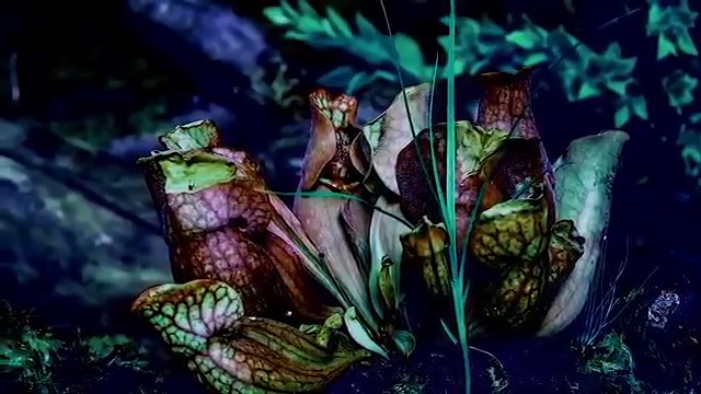 Най уникалните цветя в света