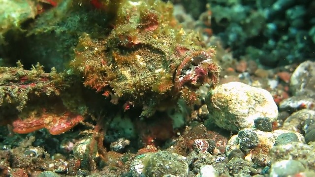 РИБА С УНИКАЛНА МАСКИРОВКА