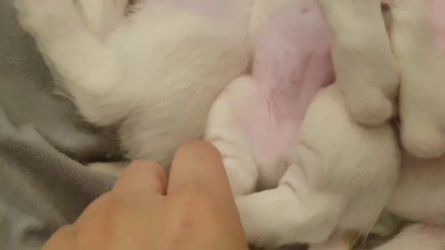 СПЯЩИ КУЧЕНЦА