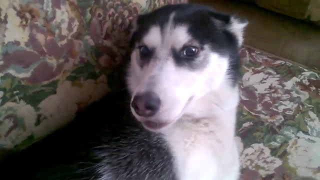 ХЪСКИ СЕ ИНАТИ ,НЕ ЩЕ ДА ИЗЛИЗА