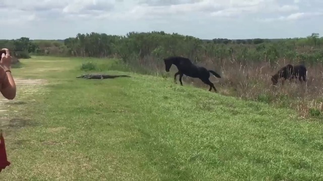 Кон атакува  алигатор