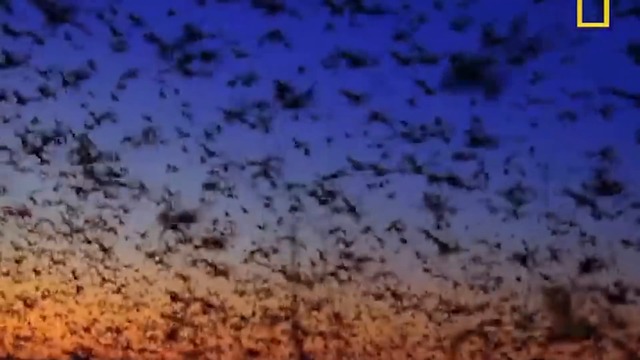 Топ 10 най-големите животни в света