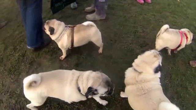 4 мопса правят секс влакче!