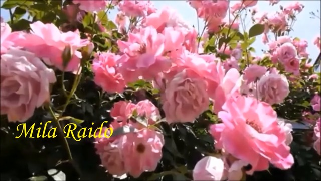 Задушевные Ласковые ПЕСНИ ШАНСОН