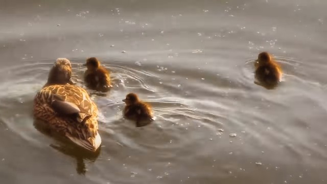 Валерий Сёмин и Лариса Макарская   -   ПЛАВАЮТ УТЯТА НА ПРУДУ