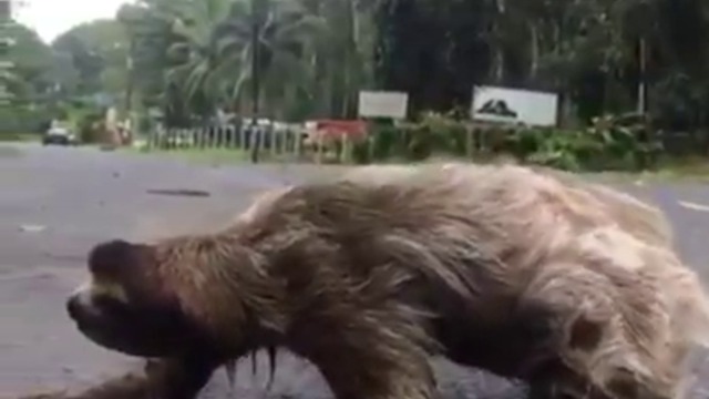 16007470_243774979391456_7133445962848010240_n