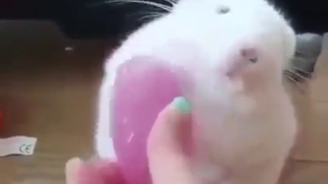 14960913_880681252067967_1902146603427299328_n