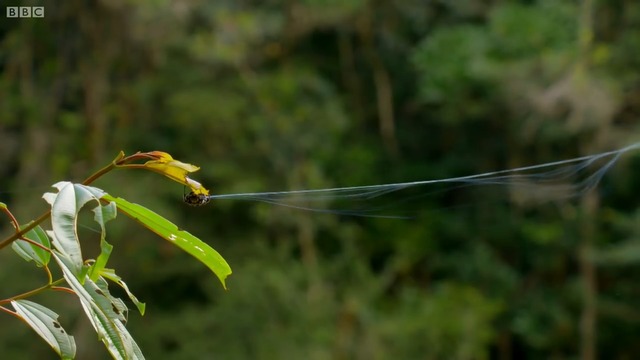 МАЛЪК ПАЯК ПРАВИ 25 МОСТ ПРЕЗ РЕКА