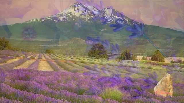 Красота в Лилави Багри-Лавандулови полета! Michael Hoppé ~ Lavender Shadows