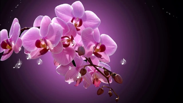 ♫☀✿Най-прекрасните орхидеи! ... ...♫☀✿
