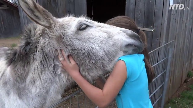 A Girl And Her Donkey