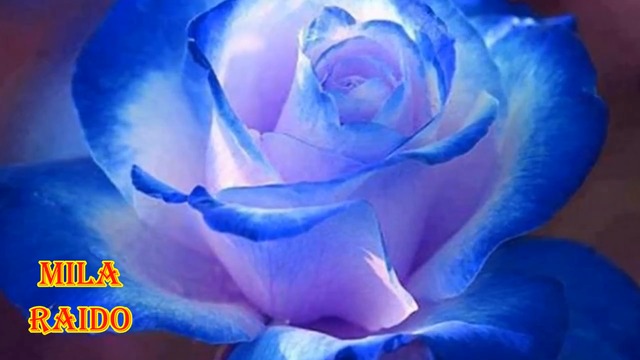 Сергей Рассадин  -  ШАЛЬНАЯ ЛЮБОВЬ