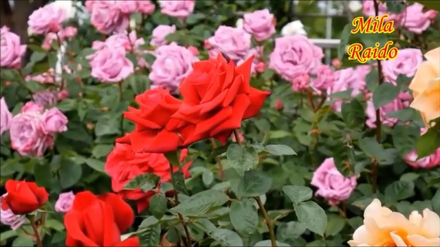 КРАСИВЫЙ French Russian Chanson