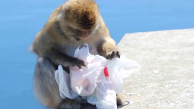 КОСМАТ КРАДЕЦ