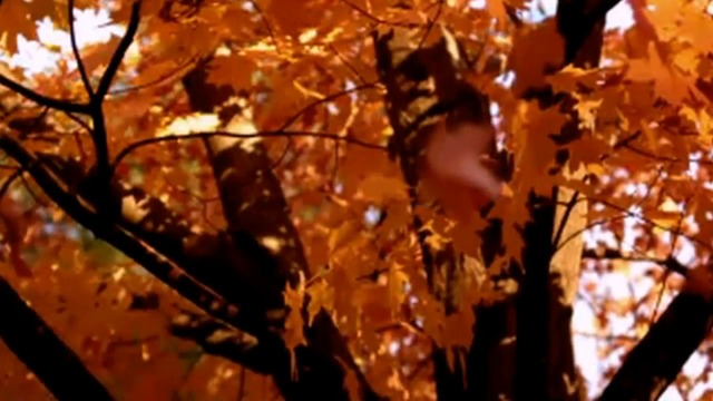 МАКСИМ КУСТ  -  ЛЕТО ПРОЛЕТЕЛО