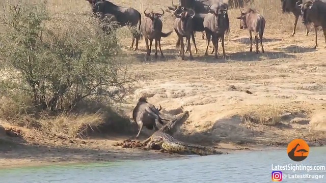 ХИПОПОТАМИ СПАСЯВАТ АНТИЛОПА