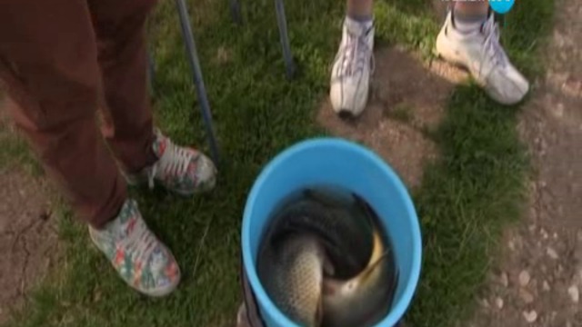 София Ден и Нощ 2016 Е215 DVB P2pRipTeam 2