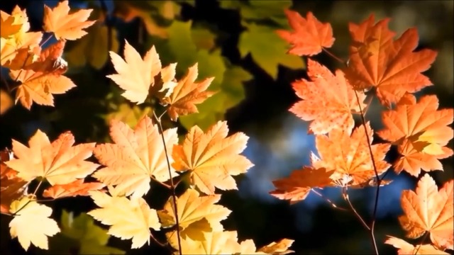 Владислав Туманов  -  ОЧАРОВАНА ОКОЛДОВАНА