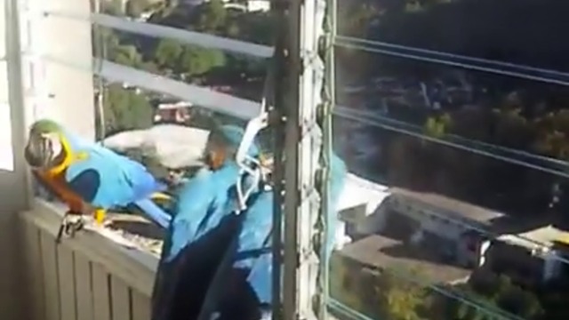 ЗАКУСКА С ПАПАГАЛИ АРА