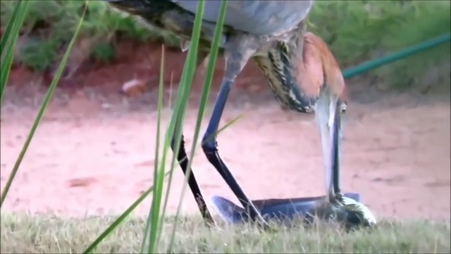 НА КАКВО Е СПОСОБНА ГЛАДНА ЧАПЛА