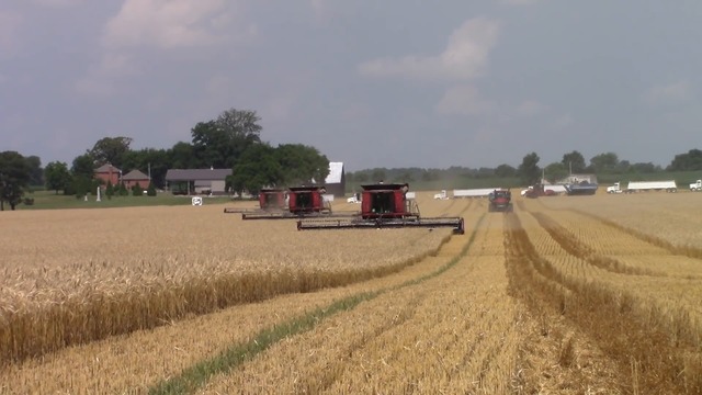 3 x Case IH 9230 Axial-Flow Combines on Tracks Harvesting Wheat